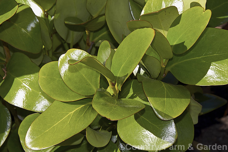 The foliage of Puka or Akapuka (<i>Griselinia lucida</i>), a glossy-leafed evergreen shrub native to New Zealand, where it is found over much of the two main islands. It can develop onto a small tree up to 8m tall but is usually considerably smaller. Its greenish flowers are inconspicuous and are followed by fleshy purple-black fruits. The leaves are larger and more elliptical, less rounded, than those of the more common. Griselinia littoralis. griselinia-2290htm'>Griselinia. <a href='griseliniaceae-plant-family-photoshtml'>Griseliniaceae</a>.