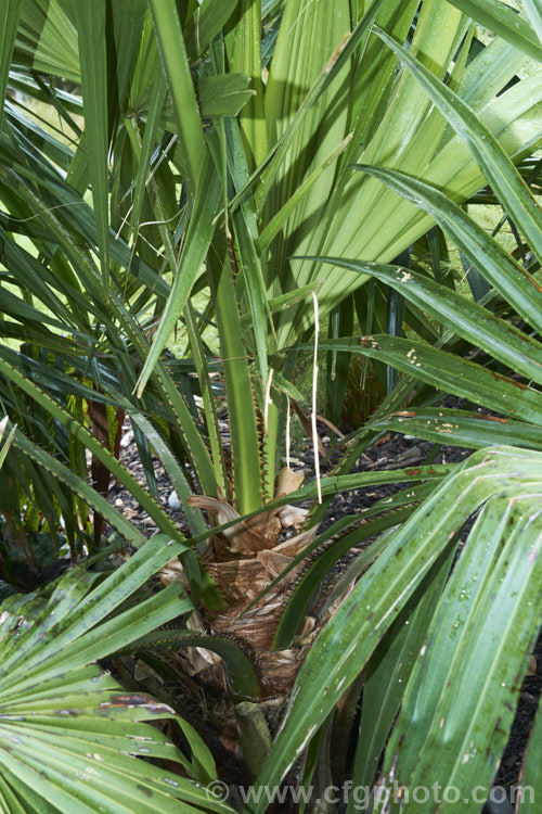 Detail of the Gippsland Palm, Cabbage. Palm or Australian Fan Palm (<i>Livistona australis</i>), a 12-2.5m tall palm from central to northern parts of the east coast of Australia . It can be distinguished from other. Livistona species by only having conspicuous brown spines on the rachis, narrow leaflet that begin to droop about halfway along their length and mainly fibrous, not papery, thatch around the leaf bases at the crown. livistona-2547htm'>Livistona.