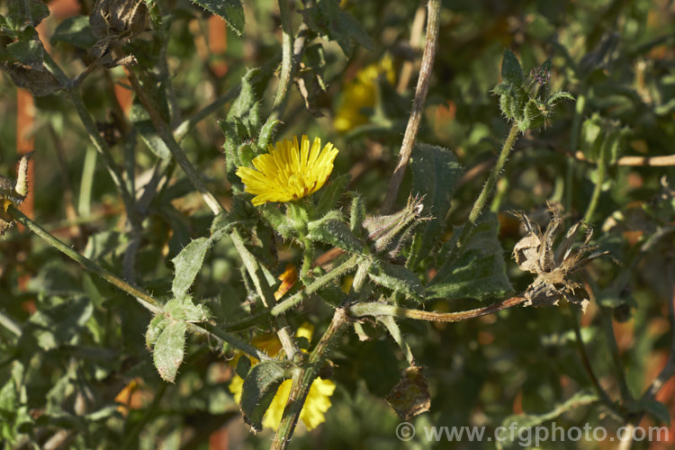 Oxtongue or Bristly. Oxtongue (<i>Picris echioides [syn. Helminthotheca eichioides]), a bristly-haired annual or perennial dandelion- or groundsel-like daisy that occurs as a weed of waste and cultivated ground. Originally native to southern Europe, it is now widely naturalised. When young it forms a rosette of basal leaves are up to 25cm long, but as the plant ages it develops flower stems to 1m tall, with smaller leaves, and can become quite woody. picris-3219htm'>Picris.