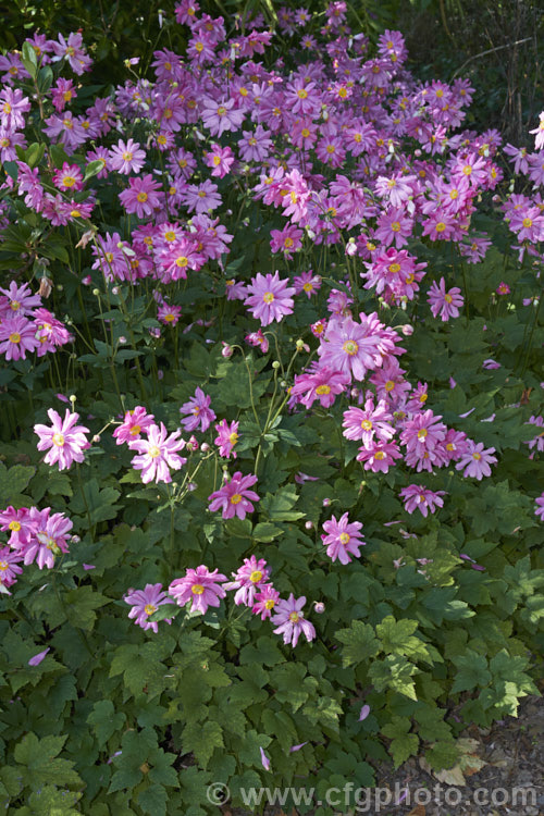 Anemone scabiosa (syns. Anemone hupehensis var. japonica, Anemone x hybrida, Anemone japonica</i>) 'Prinz Heinrich' (syn 'Prince Henry'), a deep pink, loosely semi-double-flowered form of the Japanese Anemone, an erect autumn-flowering perennial of garden origin, developed from species native to Japan and China 'Prinz Heinrich' was introduced in 1902 and has around 13 fairly narrow petals.