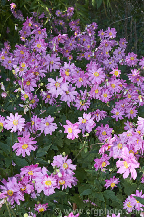 Anemone scabiosa (syns. Anemone hupehensis var. japonica, Anemone x hybrida, Anemone japonica</i>) 'Prinz Heinrich' (syn 'Prince Henry'), a deep pink, loosely semi-double-flowered form of the Japanese Anemone, an erect autumn-flowering perennial of garden origin, developed from species native to Japan and China 'Prinz Heinrich' was introduced in 1902 and has around 13 fairly narrow petals.