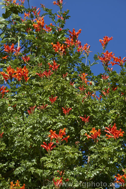 Cape. Honeysuckle (<i>Tecoma capensis [syn. Tecomaria capensis]), an evergreen shrub or semi-climber that is often used for hedging. It occurs naturally across much of southern Africa and flowers intermittently throughout the year. Orange is the typical flower colour but cultivars occur in a range of shades from yellow through pink to deep red. tecoma-3352htm'>Tecoma. <a href='bignoniaceae-plant-family-photoshtml'>Bignoniaceae</a>.