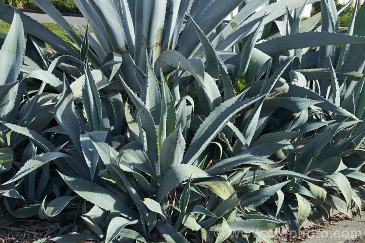 Century Plant (<i>Agave americana</i>) surrounded by offsets or suckers. This a large monocarpic succulent is native to eastern Mexico. The thick fleshy leaves are edged with fierce teeth and the flower spike can grow to over 6m tall Although given the name Century Plant because it was thought to flower once in a hundred years, the rosettes actually take around 8-15 years to mature to flowering size, after which they die, to be replaced by the suckers shown here. Order: Asparagales, Family: Asparagaceae