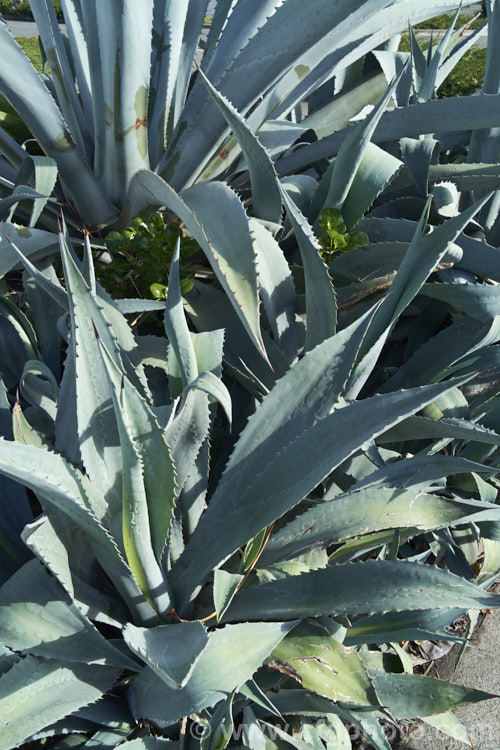 Century Plant (<i>Agave americana</i>) surrounded by offsets or suckers. This a large monocarpic succulent is native to eastern Mexico. The thick fleshy leaves are edged with fierce teeth and the flower spike can grow to over 6m tall Although given the name Century Plant because it was thought to flower once in a hundred years, the rosettes actually take around 8-15 years to mature to flowering size, after which they die, to be replaced by the suckers shown here. Order: Asparagales, Family: Asparagaceae