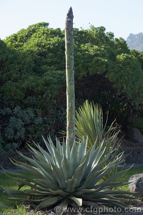 Parry's Agave or Mescal. Agave (<i>Agave parryi</i>), a monocarpic evergreen succulent native to Arizona, New Mexico and nearby parts of northern Mexico. The flower spike can grow to 4m tall Order: Asparagales, Family: Asparagaceae