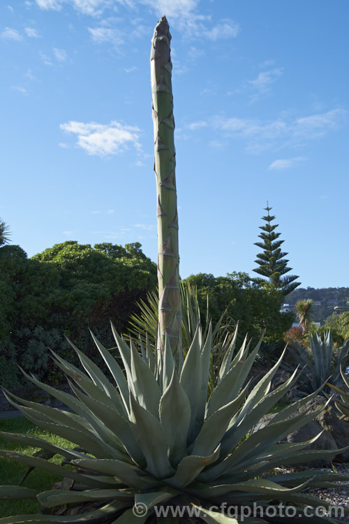 Parry's Agave or Mescal. Agave (<i>Agave parryi</i>), a monocarpic evergreen succulent native to Arizona, New Mexico and nearby parts of northern Mexico. The flower spike can grow to 4m tall Order: Asparagales, Family: Asparagaceae