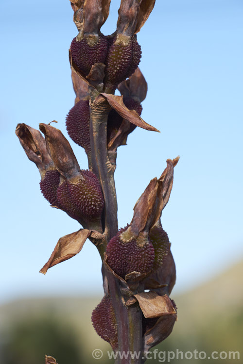 A canna lily hybrid (<i>Canna x generalis</i>) with developing seed capsules. There are many cultivars of this group of hybrid rhizomatous perennials developed by crossing species from the American tropics and subtropics. Order: Zingiberales, Family: Cannaceae