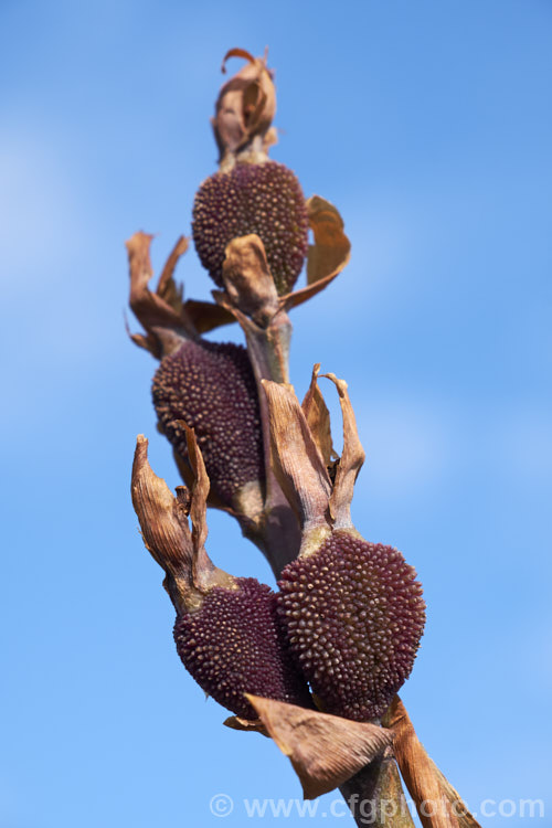 A canna lily hybrid (<i>Canna x generalis</i>) with developing seed capsules. There are many cultivars of this group of hybrid rhizomatous perennials developed by crossing species from the American tropics and subtropics. Order: Zingiberales, Family: Cannaceae