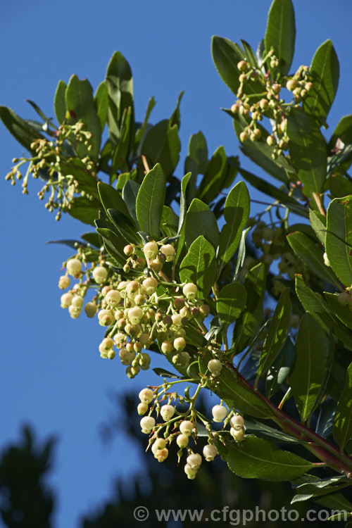 Strawberry Tree (<i>Arbutus unedo</i>) in flower. This large evergreen shrub or small tree is found from Europe to western Asia. It has clusters of small, white, bell-shaped flowers followed by warty yellow fruits that redden when ripe. It is common for the tree to carry ripe fruit and flowers at the same time. The fruit is edible but unpalatable. Order: Ericales, Family: Ericaceae