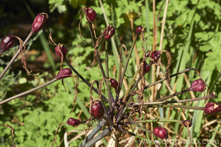 The seed capsules of Belladonna Lily or Naked Ladies (<i>Amaryllis belladonna</i>), an autumn-flowering bulb native to South Africa. The flowers, which are on stems up to 1m tall, appear before the foliage develops. Order: Asparagales, Family: Amaryllidaceae