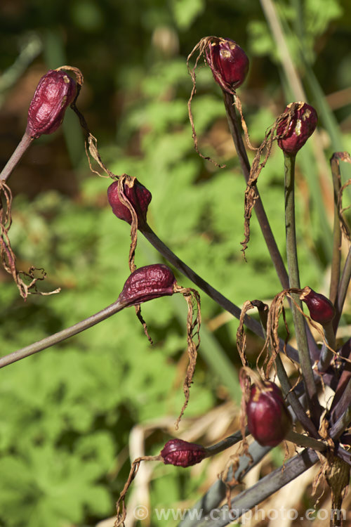 The seed capsules of Belladonna Lily or Naked Ladies (<i>Amaryllis belladonna</i>), an autumn-flowering bulb native to South Africa. The flowers, which are on stems up to 1m tall, appear before the foliage develops. Order: Asparagales, Family: Amaryllidaceae