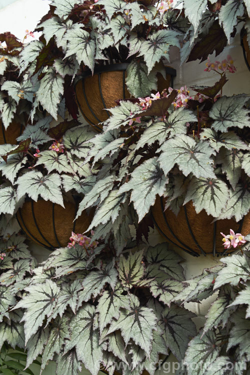 One of the many foliage patterns of the Begonia rex-cultorum hybrids. Developed from Begonia rex and related Asian species, these mainly rhizomatous plants occur in a huge range of forms with magnificently marked and coloured foliage. Order: Cucurbitales, Family: Begoniaceae