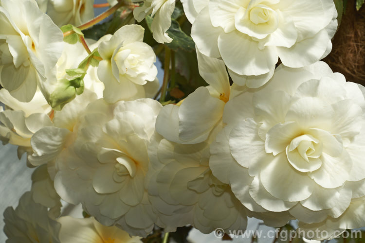 <i>Begonia x tuberhybrida</i> 'Seductive Bride', one of the many fancy-flowered tuberous begonias, a group of hybrids derived from several Andean species. Order: Cucurbitales, Family: Begoniaceae