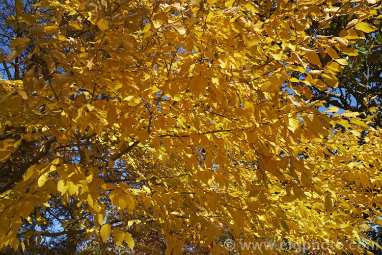 The autumn foliage of the Sweet Birch, Cherry Birch or Mahogany. Birch (<i>Betula lenta</i>), a deciduous tree up to 20m tall, native to eastern North America. The tree can be tapped in spring to produce a molasses-like syrup from its sap and its roots were a source of oil of wintergreen. The peeling bark is often very reminiscent of that of the Birch. Bark. Cherry (<i>Prunus serrula</i>). betula-2077htm'>Betula. <a href='betulaceae-plant-family-photoshtml'>Betulaceae</a>.