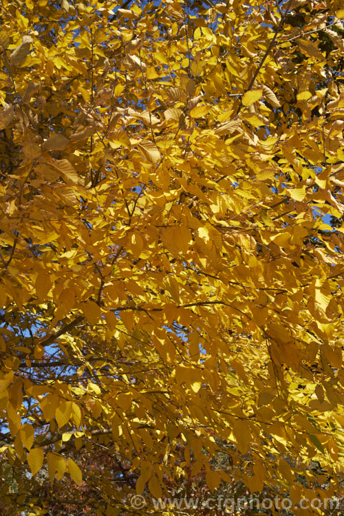 The autumn foliage of the Sweet Birch, Cherry Birch or Mahogany. Birch (<i>Betula lenta</i>), a deciduous tree up to 20m tall, native to eastern North America. The tree can be tapped in spring to produce a molasses-like syrup from its sap and its roots were a source of oil of wintergreen. The peeling bark is often very reminiscent of that of the Birch. Bark. Cherry (<i>Prunus serrula</i>). betula-2077htm'>Betula. <a href='betulaceae-plant-family-photoshtml'>Betulaceae</a>.