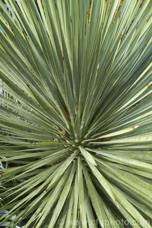 Beaked. Yucca (<i>Yucca rostrata</i>), a very slow-growing species with a dense head of foliage comprised of many narrow, 60cm long leaves. It is native to southwestern Texas and neighbouring parts of northern Mexico. It develops a trunk and will eventually produce large plumes of cream flowers.