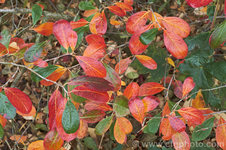 The autumn foliage of Black Chokeberry (<i>Aronia melanocarpa</i>), a spring-flowering deciduous shrub native to the eastern half of North America from Newfoundland to Georgia. Its hawthorn-like spring flowers are followed by dark purplish-red fruits. Although very tart, with sufficient sweetening, the fruit can be used for jams and jellies. aronia-3542htm'>Aronia.