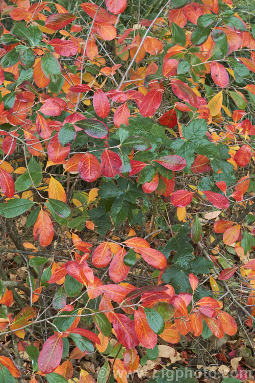 The autumn foliage of Black Chokeberry (<i>Aronia melanocarpa</i>), a spring-flowering deciduous shrub native to the eastern half of North America from Newfoundland to Georgia. Its hawthorn-like spring flowers are followed by dark purplish-red fruits. Although very tart, with sufficient sweetening, the fruit can be used for jams and jellies. aronia-3542htm'>Aronia.