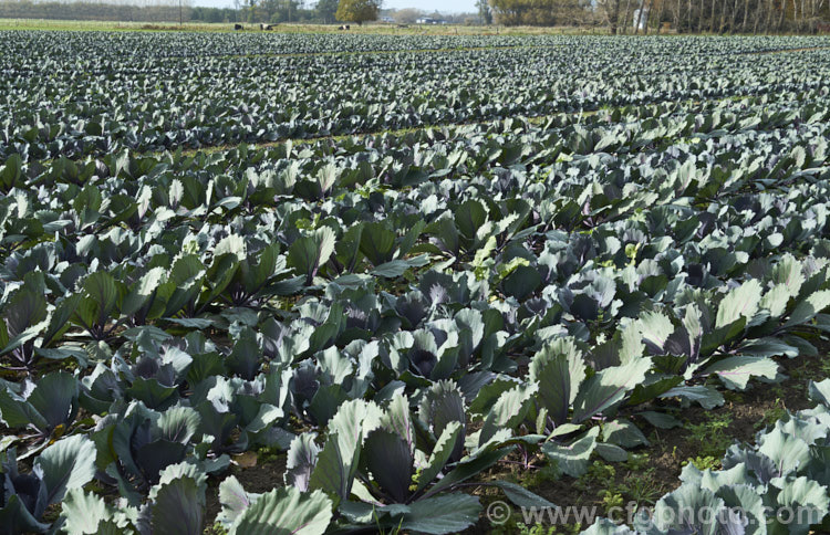 'Red Rooster' a cultivar of Red Cabbage or Purple Cabbage (<i>Brassica oleracea var. capitata forma rubra</i>), a form of cabbage with smooth, heavily veined foliage that may have a purple-red tint to a very deep red coloration. Order: Brassicales, Family: Brassicaceae