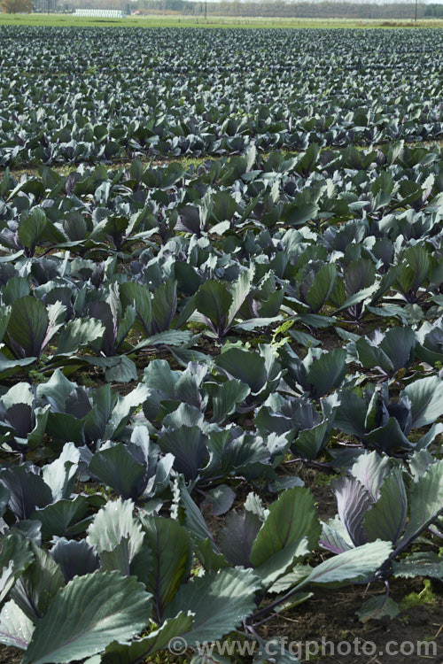 'Red Rooster' a cultivar of Red Cabbage or Purple Cabbage (<i>Brassica oleracea var. capitata forma rubra</i>), a form of cabbage with smooth, heavily veined foliage that may have a purple-red tint to a very deep red coloration. Order: Brassicales, Family: Brassicaceae