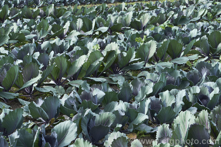 Red Cabbage or Purple Cabbage (<i>Brassica oleracea var. capitata forma rubra</i>), a form of cabbage with smooth, heavily veined foliage that may have a purple-red tint to a very deep red coloration. Order: Brassicales, Family: Brassicaceae