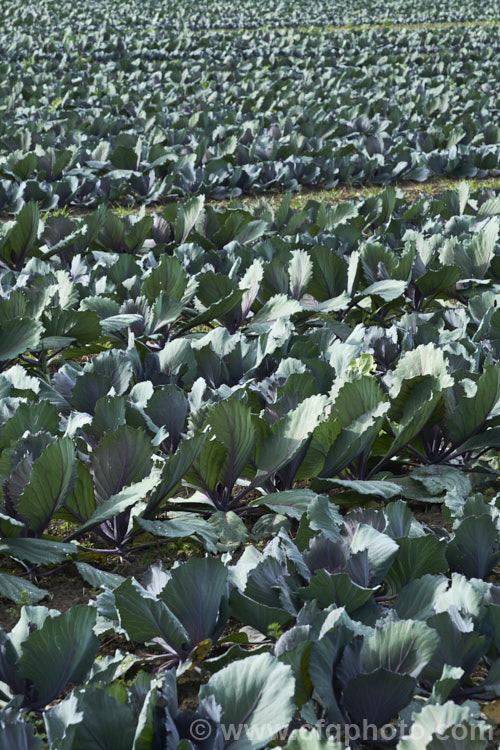 Red Cabbage or Purple Cabbage (<i>Brassica oleracea var. capitata forma rubra</i>), a form of cabbage with smooth, heavily veined foliage that may have a purple-red tint to a very deep red coloration. Order: Brassicales, Family: Brassicaceae