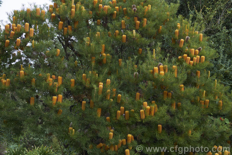 Heath-leafed. Banksia (<i>Banksia ericifolia</i>), one of the hardiest banksias, this narrow-leafed shrub grows to 5m tall and is found naturally in coastal parts of New South Wales, Australia. The flowerheads are up to 30cm long and open through the cooler months. Order: Proteales, Family: Proteaceae