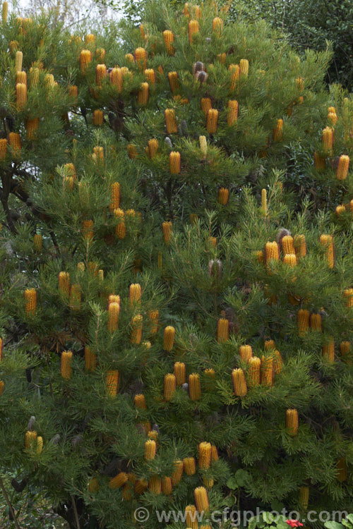 Heath-leafed. Banksia (<i>Banksia ericifolia</i>), one of the hardiest banksias, this narrow-leafed shrub grows to 5m tall and is found naturally in coastal parts of New South Wales, Australia. The flowerheads are up to 30cm long and open through the cooler months. Order: Proteales, Family: Proteaceae