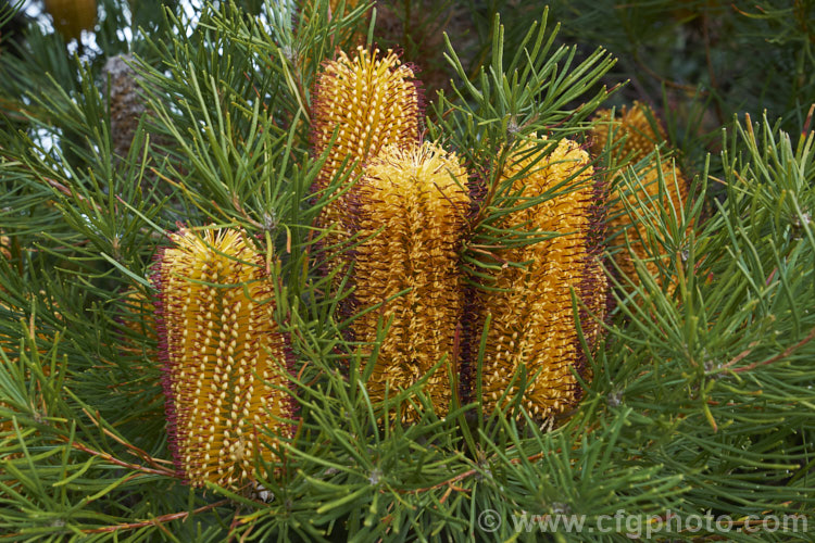 Heath-leafed. Banksia (<i>Banksia ericifolia</i>), one of the hardiest banksias, this narrow-leafed shrub grows to 5m tall and is found naturally in coastal parts of New South Wales, Australia. The flowerheads are up to 30cm long and open through the cooler months. Order: Proteales, Family: Proteaceae