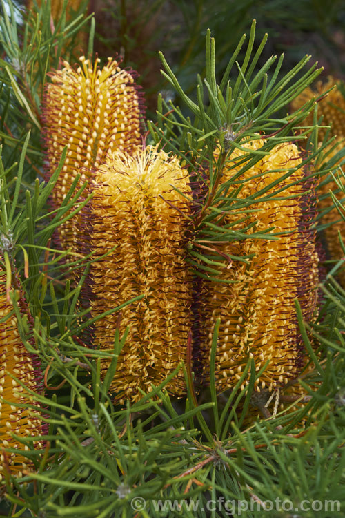 Heath-leafed. Banksia (<i>Banksia ericifolia</i>), one of the hardiest banksias, this narrow-leafed shrub grows to 5m tall and is found naturally in coastal parts of New South Wales, Australia. The flowerheads are up to 30cm long and open through the cooler months. Order: Proteales, Family: Proteaceae