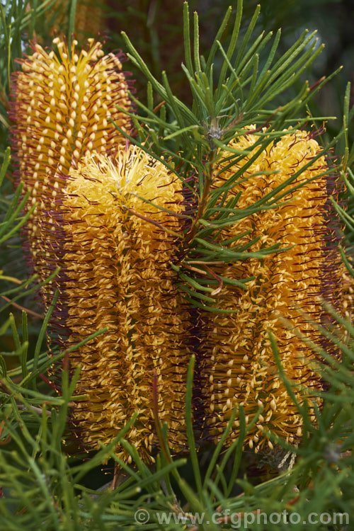 Heath-leafed. Banksia (<i>Banksia ericifolia</i>), one of the hardiest banksias, this narrow-leafed shrub grows to 5m tall and is found naturally in coastal parts of New South Wales, Australia. The flowerheads are up to 30cm long and open through the cooler months. Order: Proteales, Family: Proteaceae