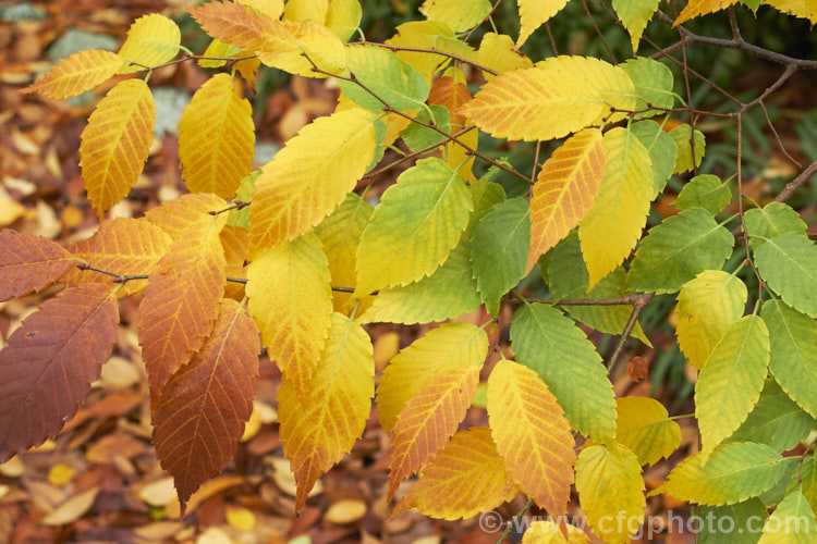 Autumn foliage of the Saw-leaf Zelkova or Japanese Zelkova (<i>Zelkova serrata</i>), a 20-35m tall deciduous tree native to Japan, eastern China and Taiwan. Order: Rosales, Family: Ulmaceae