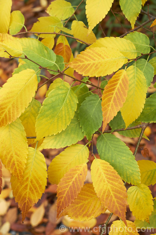 Autumn foliage of the Saw-leaf Zelkova or Japanese Zelkova (<i>Zelkova serrata</i>), a 20-35m tall deciduous tree native to Japan, eastern China and Taiwan. Order: Rosales, Family: Ulmaceae