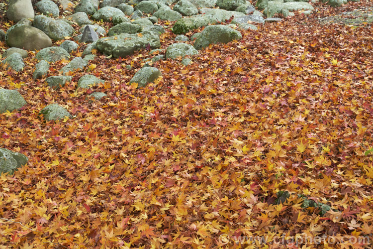 Fallen autumn foliage of the Japanese Maple (<i>Acer palmatum</i>), a widely cultivated 8m tall deciduous tree from Japan and Korea. There are many cultivated forms that are grown for the shape and foliage, which often colours well in autumn. Order: Sapindales, Family: Sapindaceae