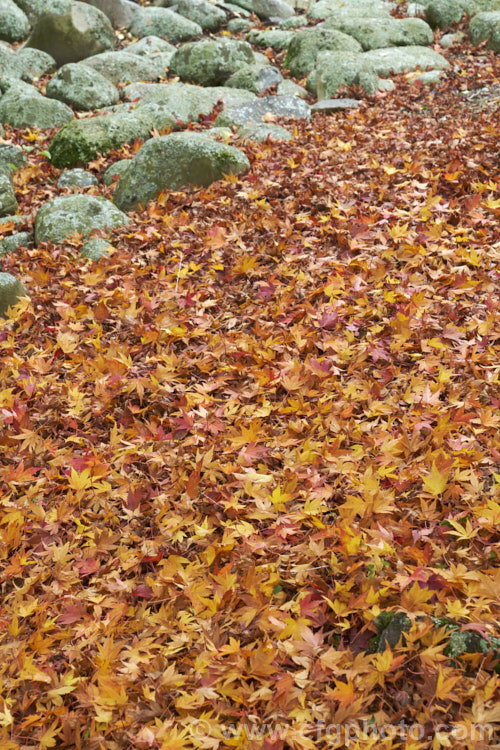 Fallen autumn foliage of the Japanese Maple (<i>Acer palmatum</i>), a widely cultivated 8m tall deciduous tree from Japan and Korea. There are many cultivated forms that are grown for the shape and foliage, which often colours well in autumn. Order: Sapindales, Family: Sapindaceae