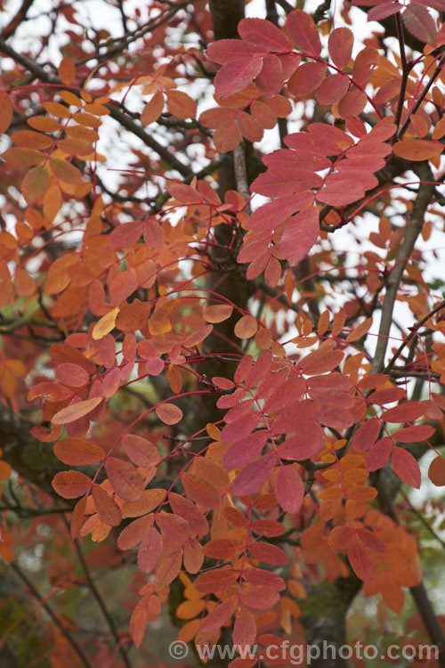 The late autumn foliage of Amelanchier bartramiana, a spring-flowering deciduous large shrub or small tree native to eastern North America. It grows to around 5m tall and the flowers are followed by small black fruits. Order: Rosales, Family: Rosaceae