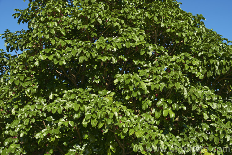 Puriri (<i>Vitex lucens</i>), a 20m tall, wide-spreading evergreen tree native to New Zealand It has lush, lustrous green foliage and small pinkish-red flowers that open from late autumn. vitex-2927htm'>Vitex.