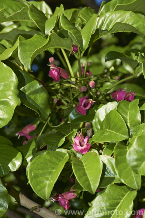 Puriri (<i>Vitex lucens</i>), a 20m tall, wide-spreading evergreen tree native to New Zealand It has lush, lustrous green foliage and small pinkish-red flowers that open from late autumn. vitex-2927htm'>Vitex.