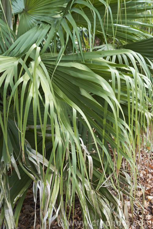 Weeping Cabbage. Palm or Ribbon. Fan Palm (<i>Livistona decora [syn. Livistona decipiens]), native to Queensland, Australia, this fan palm resembles. Livistona australis but when mature its fronds create a distinctive weeping effect and its grape-like purple-red fruits are not waxy. livistona-2547htm'>Livistona.