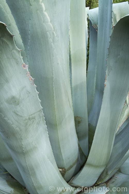 The foliage of the Century Plant (<i>Agave americana</i>), a large monocarpic succulent native to eastern Mexico. The thick fleshy leaves are edged with fierce teeth that make a permanent imprint on the surrounding leaves as they unfurl. Although given the name Century Plant because it was thought to flower once in a hundred years, the rosettes actually take around 8-15 years to mature to flowering size, then producing a flower spike that can grow to over 6m tall After which they die, to be replaced by offsets. Order: Asparagales, Family: Asparagaceae