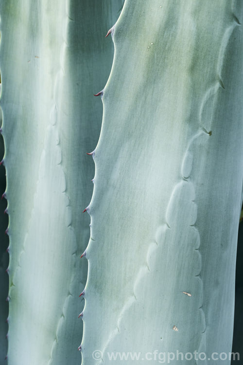 The foliage of the Century Plant (<i>Agave americana</i>), a large monocarpic succulent native to eastern Mexico. The thick fleshy leaves are edged with fierce teeth that make a permanent imprint on the surrounding leaves as they unfurl. Although given the name Century Plant because it was thought to flower once in a hundred years, the rosettes actually take around 8-15 years to mature to flowering size, then producing a flower spike that can grow to over 6m tall After which they die, to be replaced by offsets. Order: Asparagales, Family: Asparagaceae