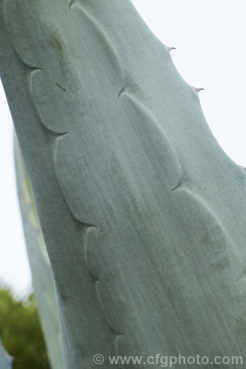 The foliage of the Century Plant (<i>Agave americana</i>), a large monocarpic succulent native to eastern Mexico. The thick fleshy leaves are edged with fierce teeth that make a permanent imprint on the surrounding leaves as they unfurl. Although given the name Century Plant because it was though to flower once in a hundred years, the rosettes actually take around 8-15 years to mature to flowering size, then producing a flower spike that can grow to over 6m tall After which they die, to be replaced by offsets. Order: Asparagales, Family: Asparagaceae