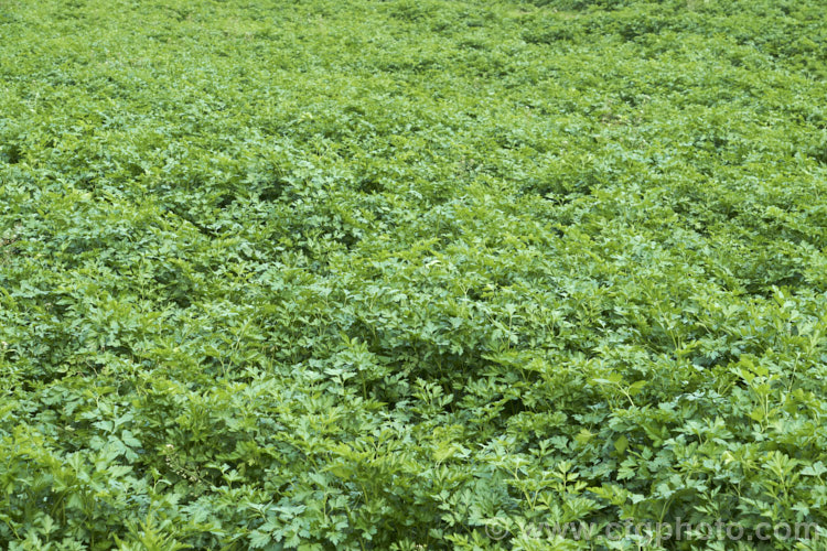 Parsley (<i>Petroselinum crispum</i>), a European aromatic perennial, often short-lived, that is usually cultivated as a culinary garnish, though it is also used in annual borders as a foliage accent. It occurs in various forms, including types with very dark foliage, the various curled leaf forms and flat-leaved, as shown here. petroselinum-3210htm'>Petroselinum.