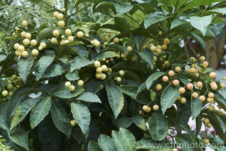 White-berried Coralberry or Spiceberry (<i>Ardisia crenata 'Alba'), an evergreen shrub found from southern Japan to northern India It grows to around 2m tall and 'Alba' has green fruits that mature to creamy white, sometimes with a pink tint, unlike the bright red fruits of the species. It is popular as a garden plant in mild areas and elsewhere as a house plant. Order: Ericales, Family: Primulaceae