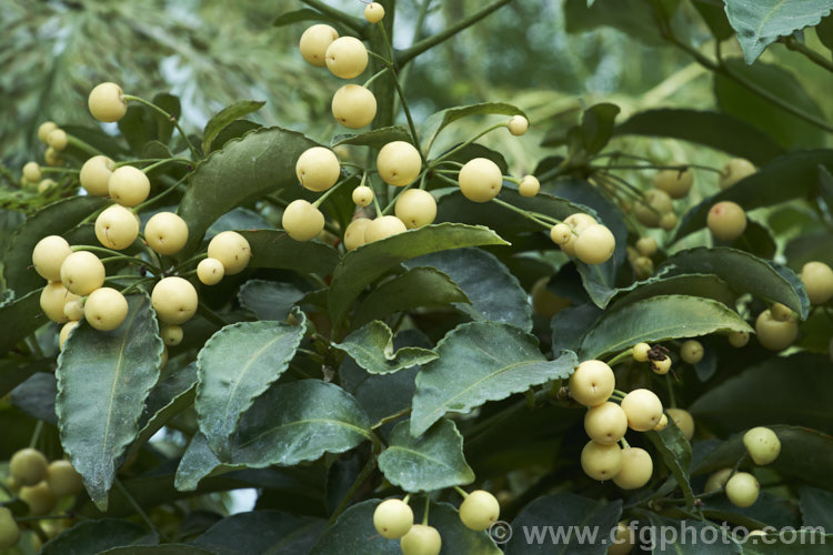 White-berried Coralberry or Spiceberry (<i>Ardisia crenata 'Alba'), an evergreen shrub found from southern Japan to northern India It grows to around 2m tall and 'Alba' has green fruits that mature to creamy white, sometimes with a pink tint, unlike the bright red fruits of the species. It is popular as a garden plant in mild areas and elsewhere as a house plant. Order: Ericales, Family: Primulaceae