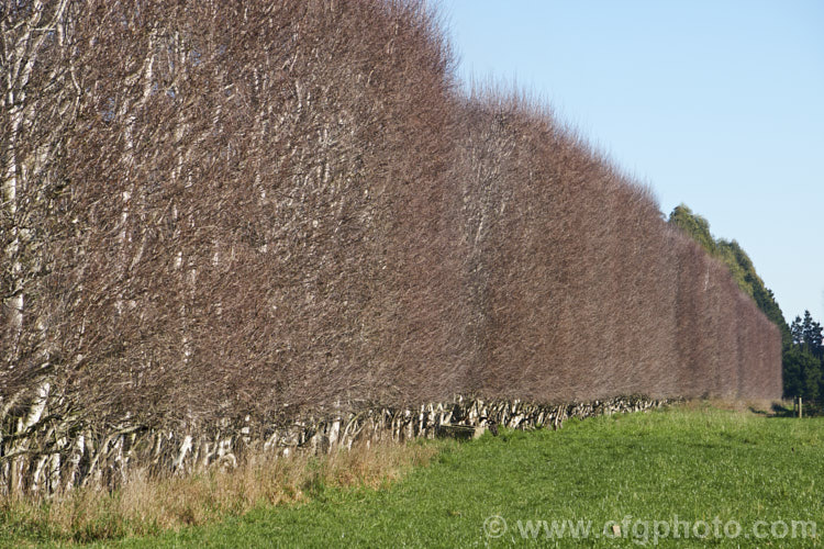 Part of a windbreak made from Silver Birch (<i>Betula pendula</i>), an extremely hardy Eurasian tree widely cultivated for its silver-grey bark. Its foliage often colours well in autumn. It is unusual to see it grown and trimmed in this way. betula-2077htm'>Betula. <a href='betulaceae-plant-family-photoshtml'>Betulaceae</a>.