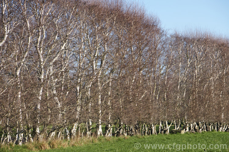 Part of a windbreak made from Silver Birch (<i>Betula pendula</i>), an extremely hardy Eurasian tree widely cultivated for its silver-grey bark. Its foliage often colours well in autumn. It is unusual to see it grown and trimmed in this way. betula-2077htm'>Betula. <a href='betulaceae-plant-family-photoshtml'>Betulaceae</a>.