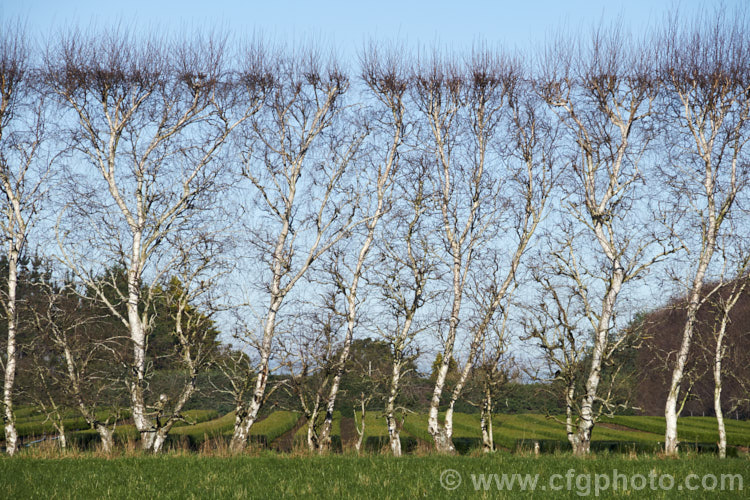 Part of a windbreak made from Silver Birch (<i>Betula pendula</i>), an extremely hardy Eurasian tree widely cultivated for its silver-grey bark. Its foliage often colours well in autumn. It is unusual to see it grown and trimmed in this way. betula-2077htm'>Betula. <a href='betulaceae-plant-family-photoshtml'>Betulaceae</a>.