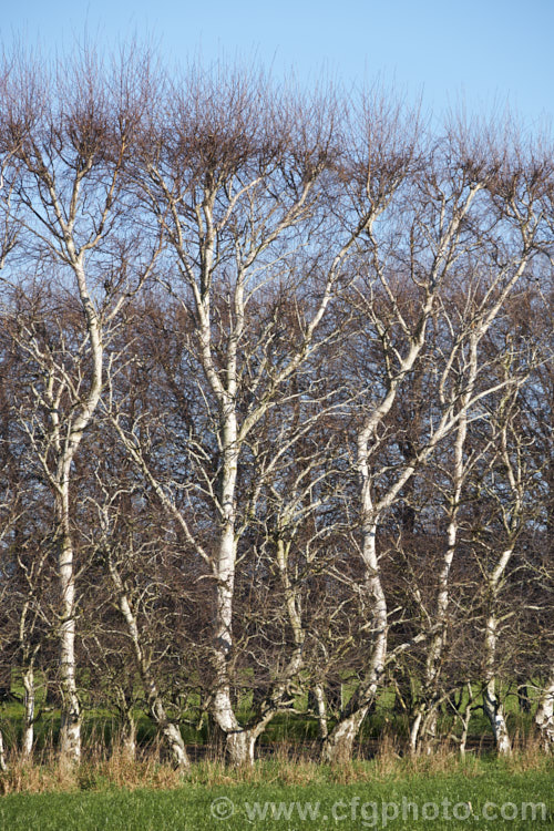 Part of a windbreak made from Silver Birch (<i>Betula pendula</i>), an extremely hardy Eurasian tree widely cultivated for its silver-grey bark. Its foliage often colours well in autumn. It is unusual to see it grown and trimmed in this way. betula-2077htm'>Betula. <a href='betulaceae-plant-family-photoshtml'>Betulaceae</a>.