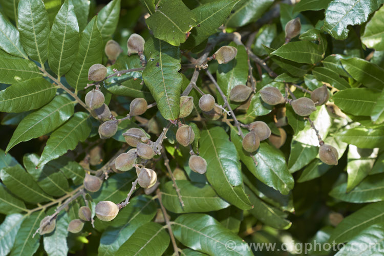 Ripening seed capsules and winter foliage of the Titoki or New Zealand Oak (<i>Alectryon excelsus</i>), an evergreen tree up to 9m tall found in New Zealand from North Cape in the north to Banks. Peninsula and Westport in the south. It sprays of small red flowers are not conspicuous but are followed by rusty brown capsule that open when ripe to reveal a jet-black seed on a bright red aril. alectryon-2250htm'>Alectryon. <a href='sapindaceae-plant-family-photoshtml'>Sapindaceae</a>.